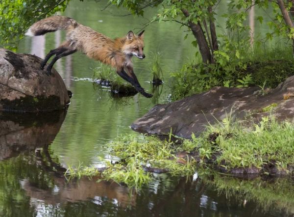 Minnesota, Sandstone Red fox leaping